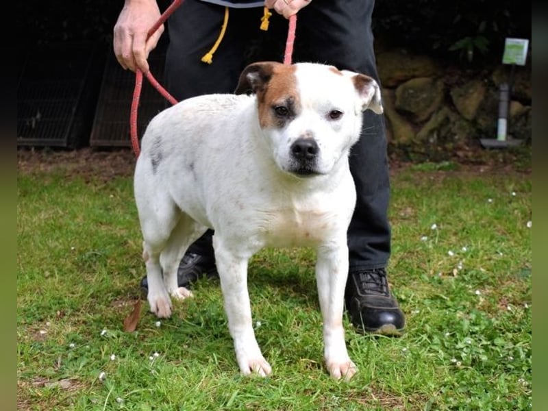 Abalyn - Piratin will Ihr Herz entern