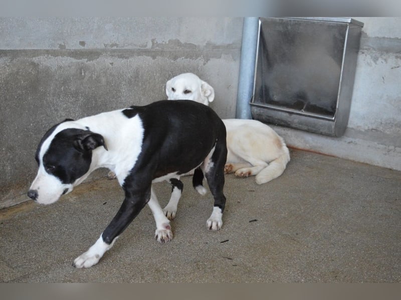 Isaette - Häschen in der Grube