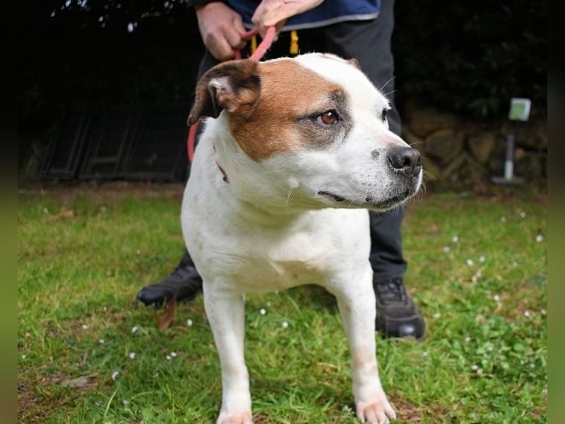 Abalyn - Piratin will Ihr Herz entern