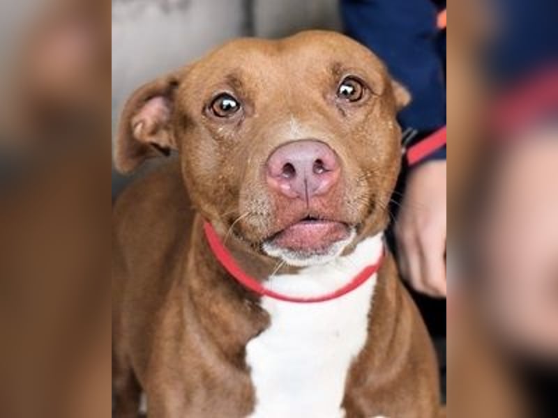 Aschette - weißt du, wie es früher war?