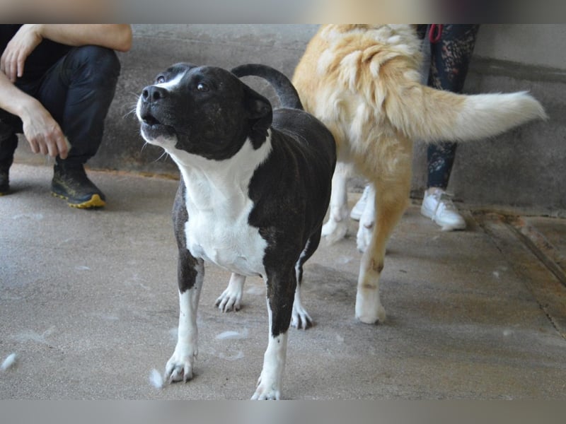 Isolde - Der Rosengarten ...