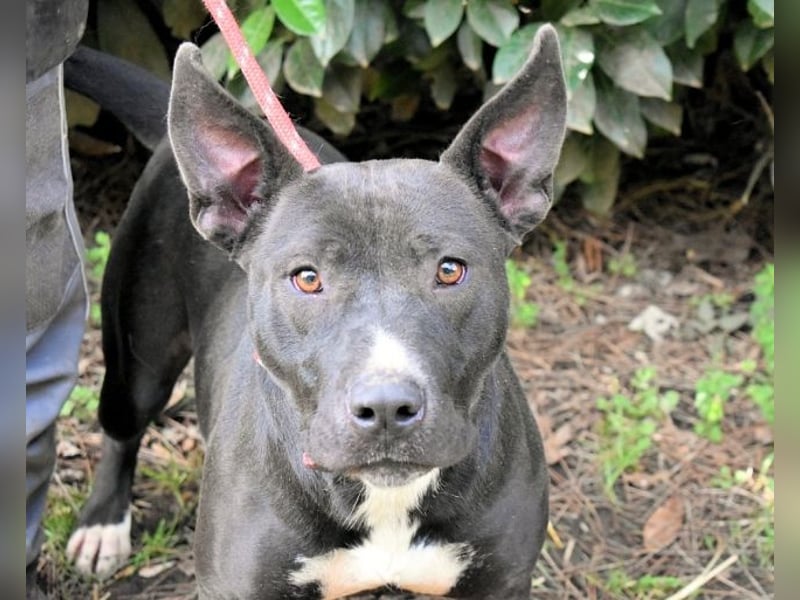 Deylora - Wenn sie fliegen könnte?