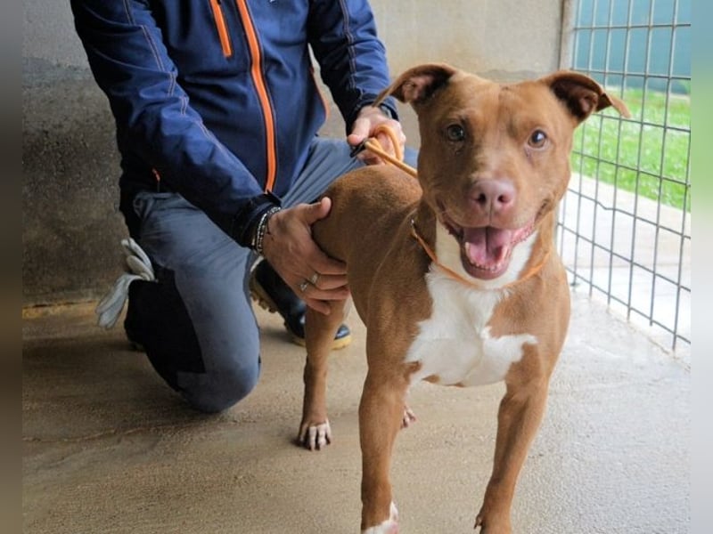 Aschette - SOS - Früher hat sie gelächelt