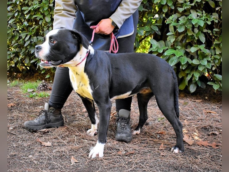 Cailee - Power auf vier Pfoten