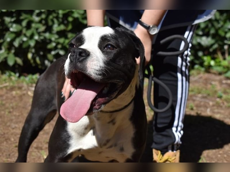 Cailee - Power auf vier Pfoten