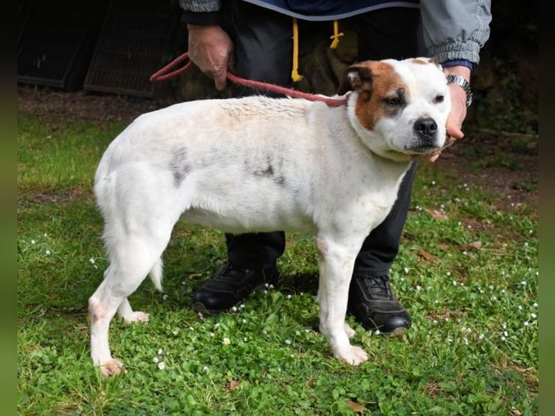 Abalyn - Piratin will Ihr Herz entern