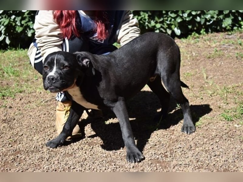 Charwen - Power auf vier Pfoten Charwen - Power auf vier Pfoten