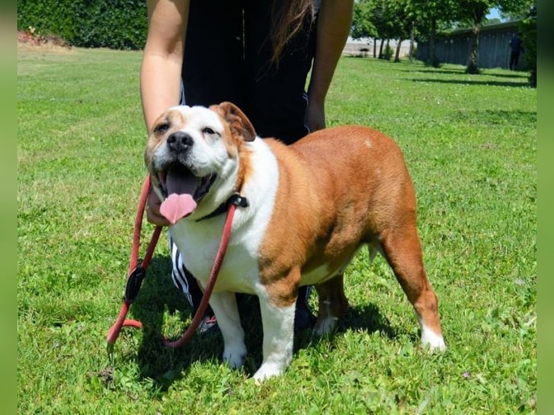 Nubio - ein Herzenshund für Liebhaber