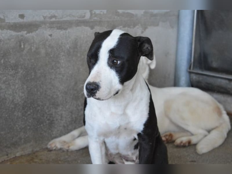 Isaette - Häschen in der Grube