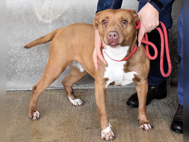 Aschette - SOS - Früher hat sie gelächelt