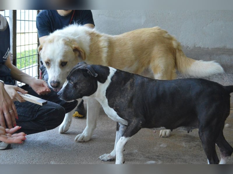 Isolde - Der Rosengarten ...