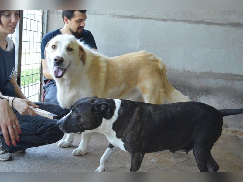 Isolde - Der Rosengarten ...