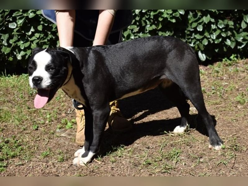 Cailee - Power auf vier Pfoten Cailee - Power auf vier Pfoten