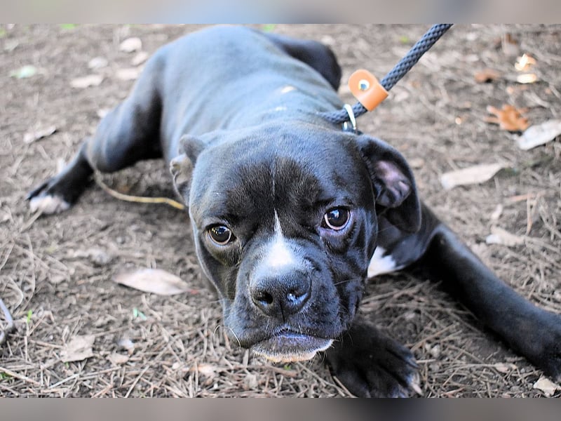 Cedrick - Power auf vier Pfoten