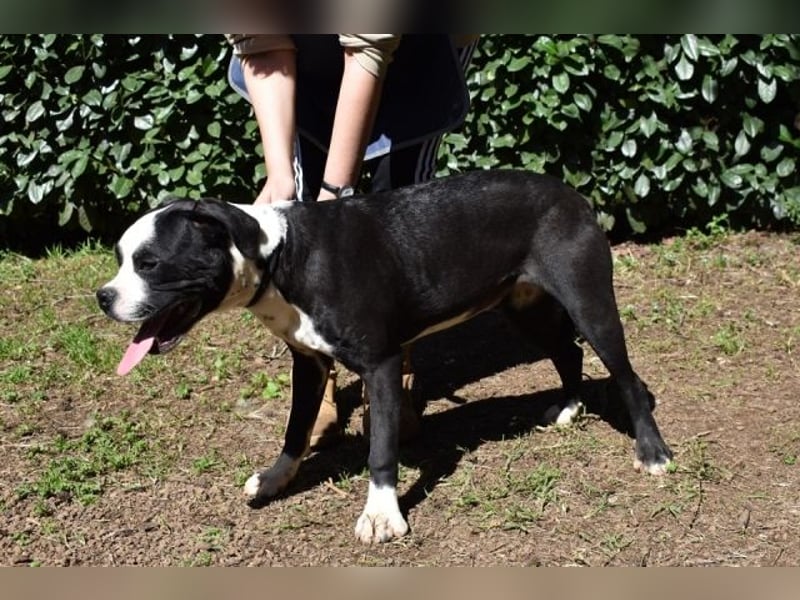 Cailee - Power auf vier Pfoten