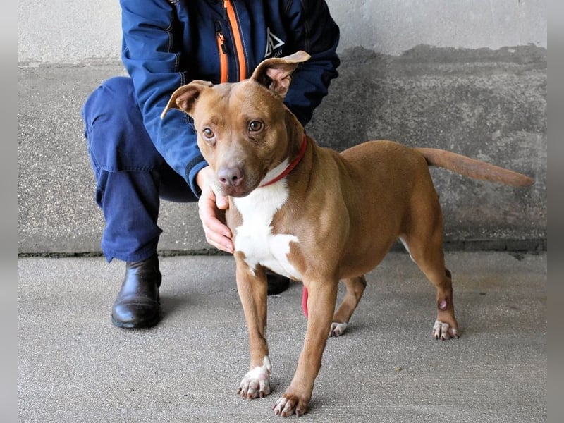 Aschette - SOS - Früher hat sie gelächelt