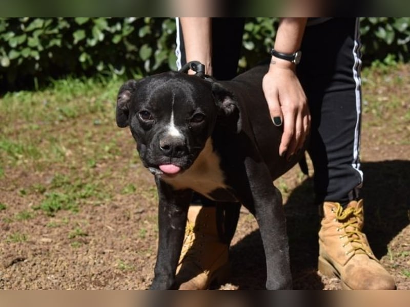 Cedrick - Power auf vier Pfoten