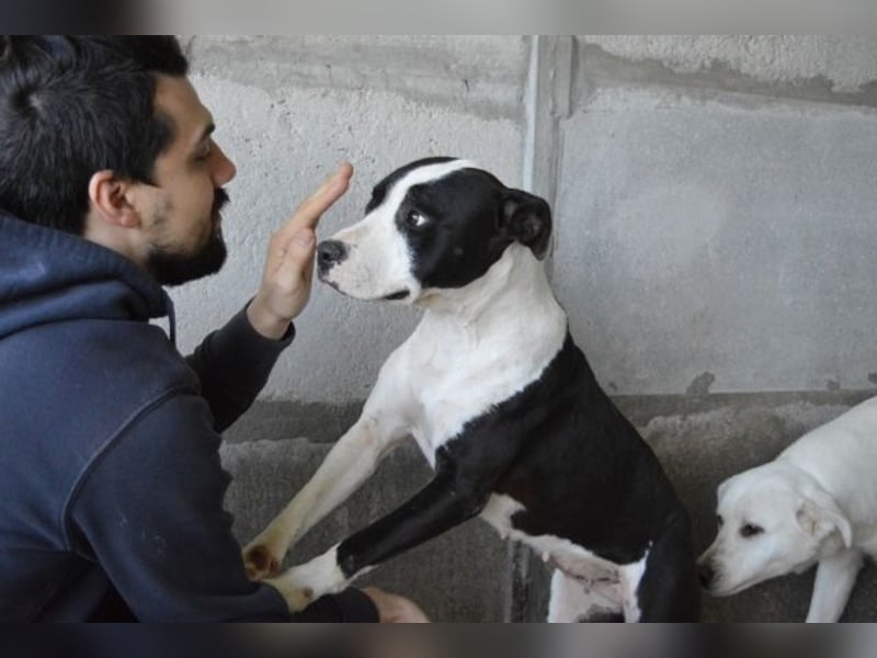 Isaette - Häschen in der Grube