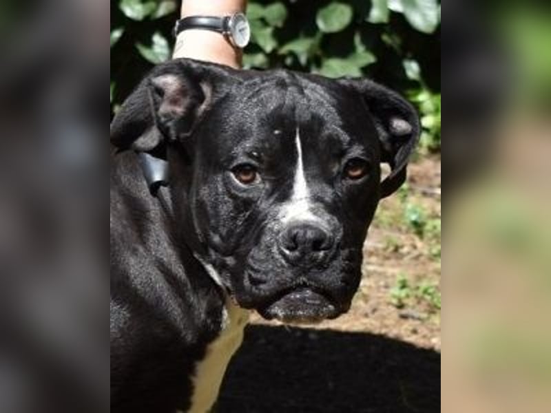 Charwen - Power auf vier Pfoten Charwen - Power auf vier Pfoten