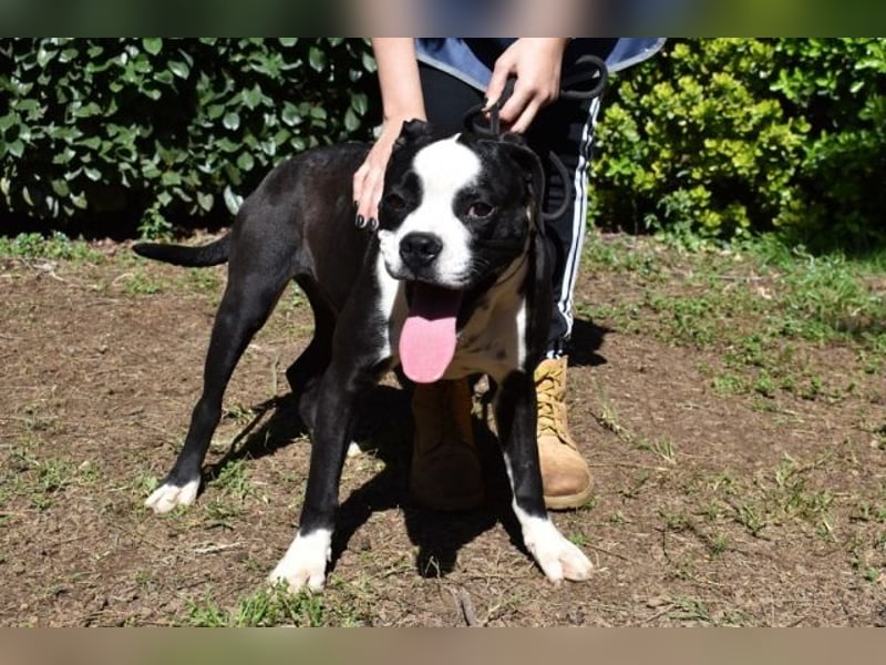 Cailee - Power auf vier Pfoten