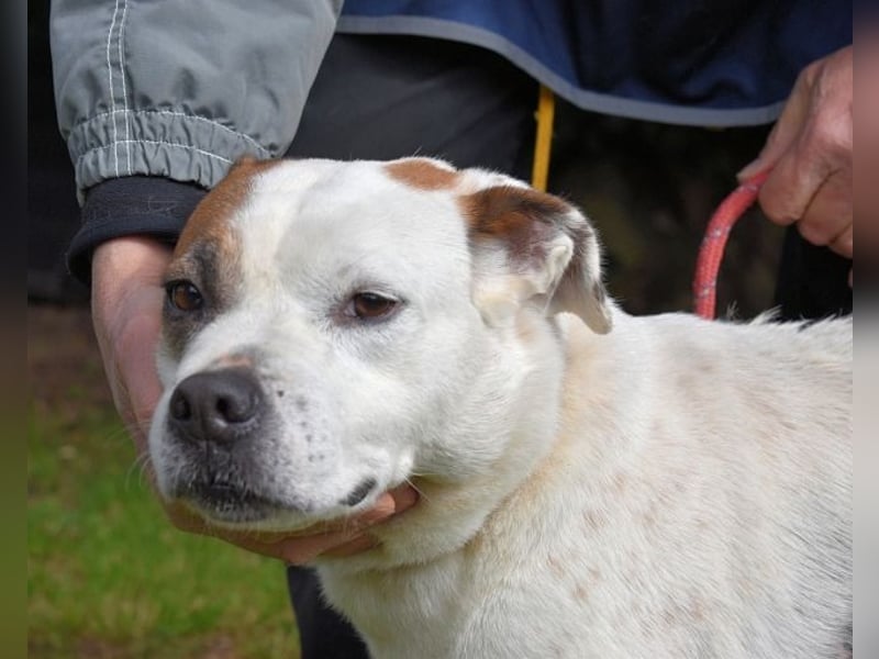 Abalyn - Piratin will Ihr Herz entern