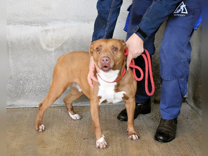 Aschette - SOS - Früher hat sie gelächelt