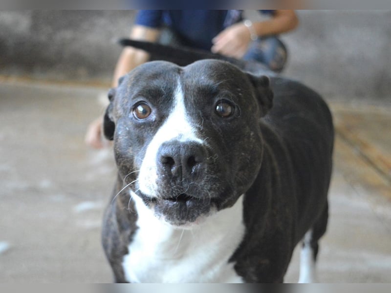 Isolde - Der Rosengarten ...
