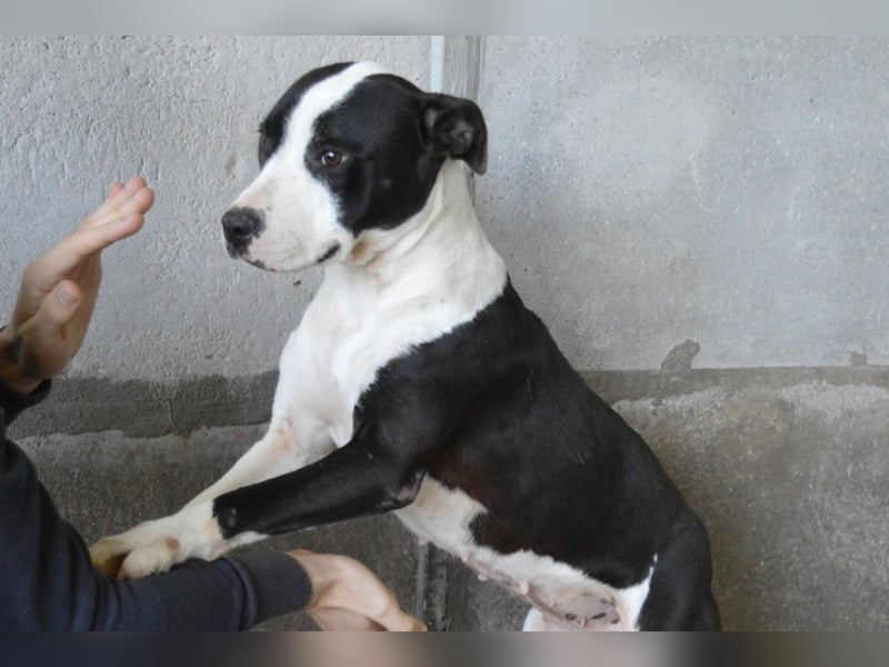 Isaette - Häschen in der Grube