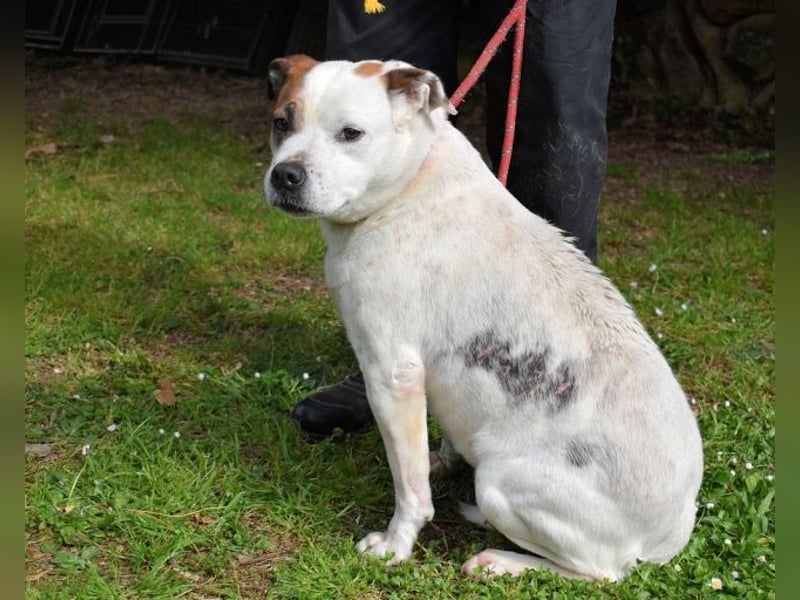 Abalyn - Piratin will Ihr Herz entern