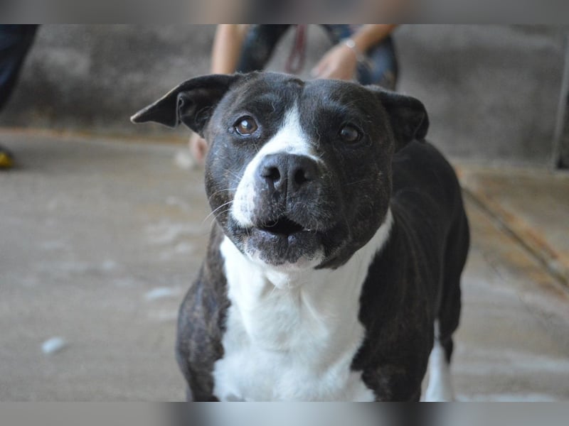 Isolde - Der Rosengarten ...