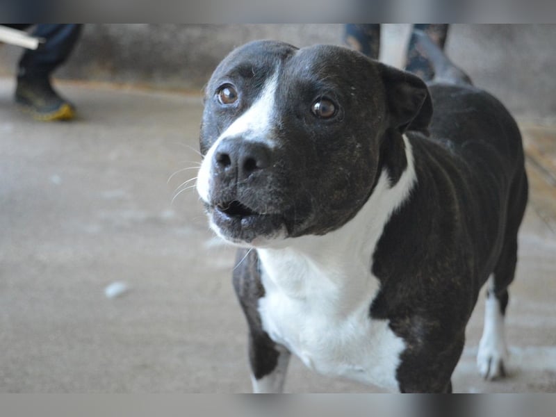 Isolde - Der Rosengarten ...