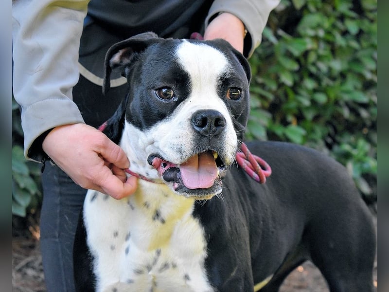 Cailee - Power auf vier Pfoten