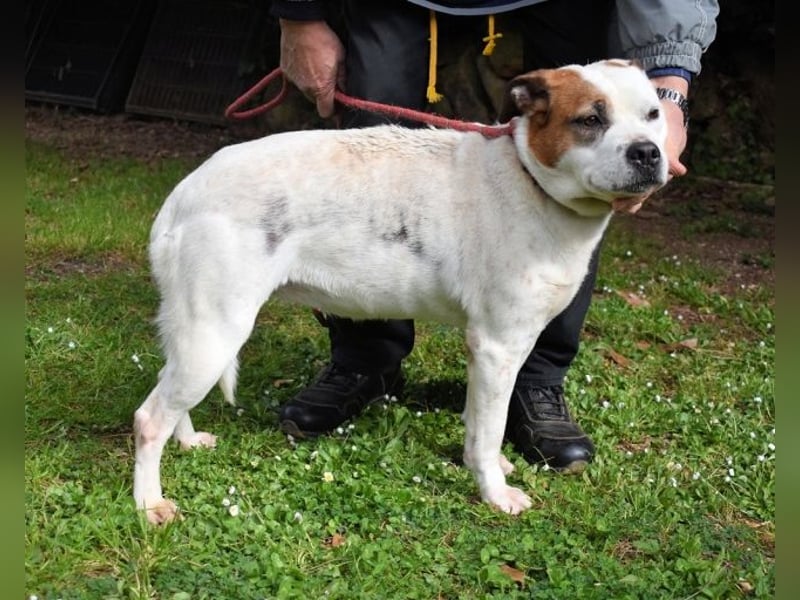 Abalyn - Piratin will Ihr Herz entern