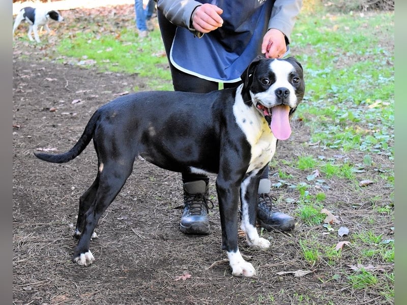 Cailee - Power auf vier Pfoten