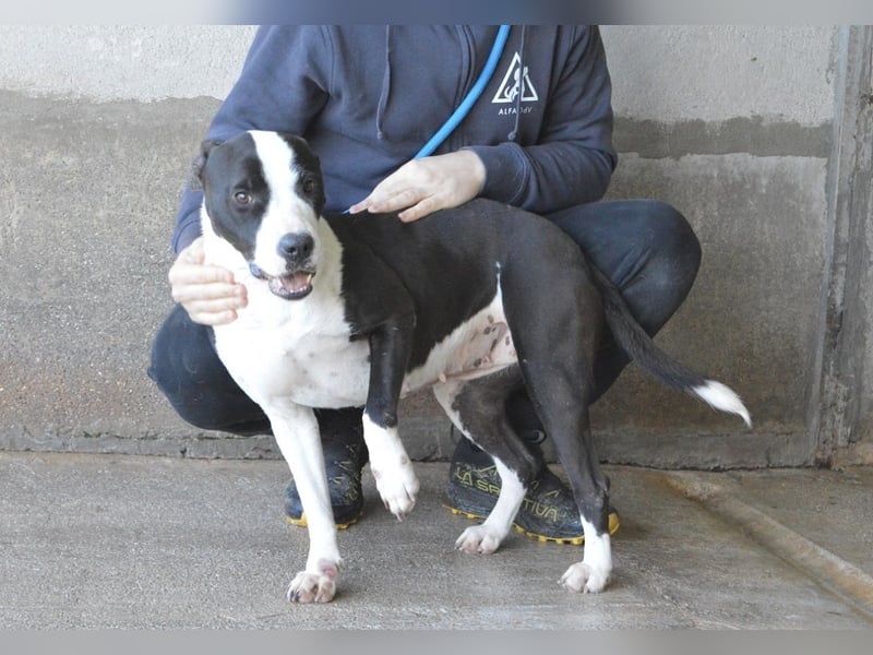 Isaette - Häschen in der Grube