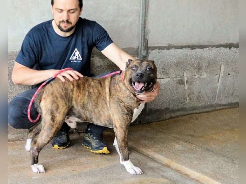 Durgesh - Stark, treu und immer übersehen