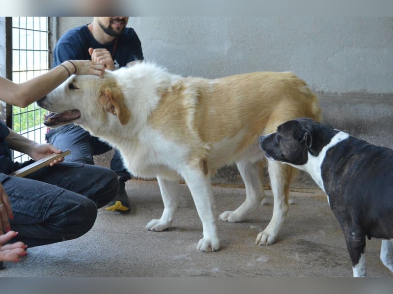 Isolde - Der Rosengarten ...