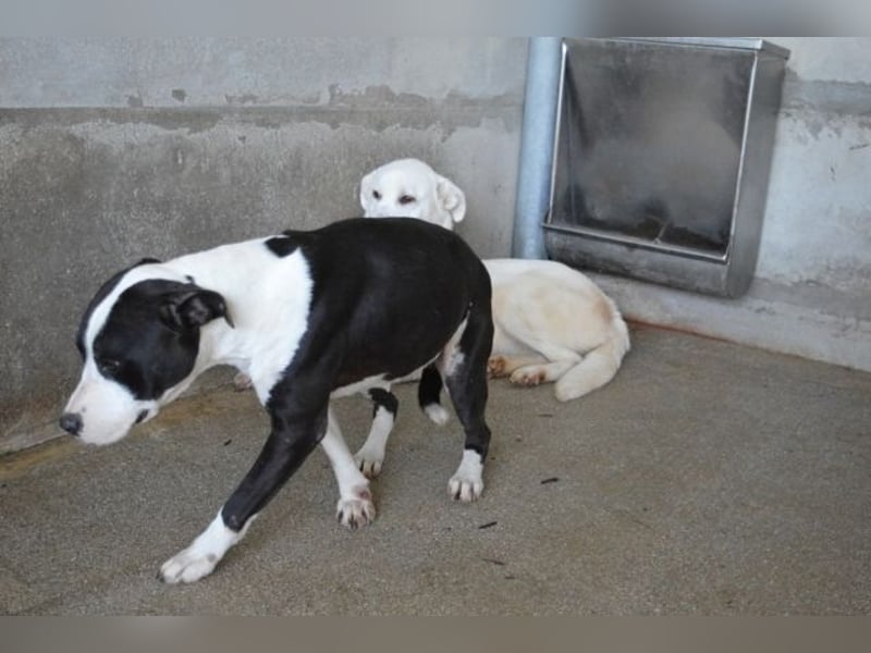 Isaette - Häschen in der Grube