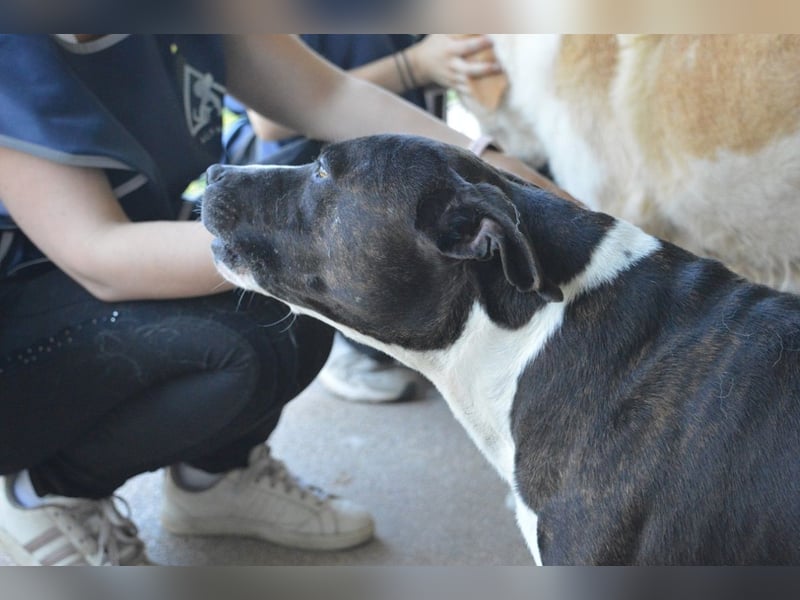 Isolde - Der Rosengarten ...