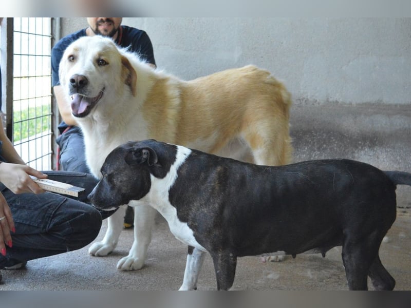 Isolde - Der Rosengarten ...
