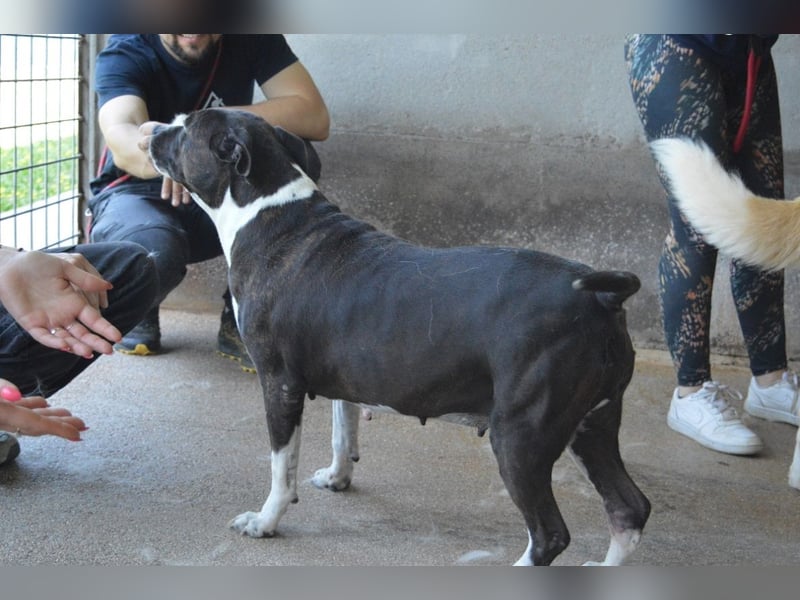 Isolde - Der Rosengarten ...