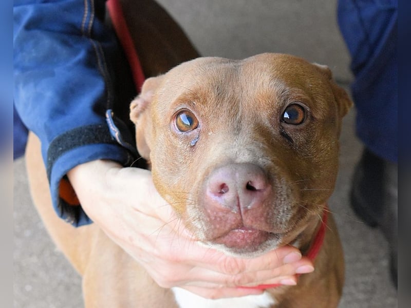 Aschette - SOS - Früher hat sie gelächelt