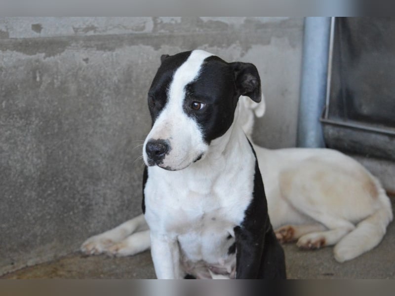 Isaette - Häschen in der Grube