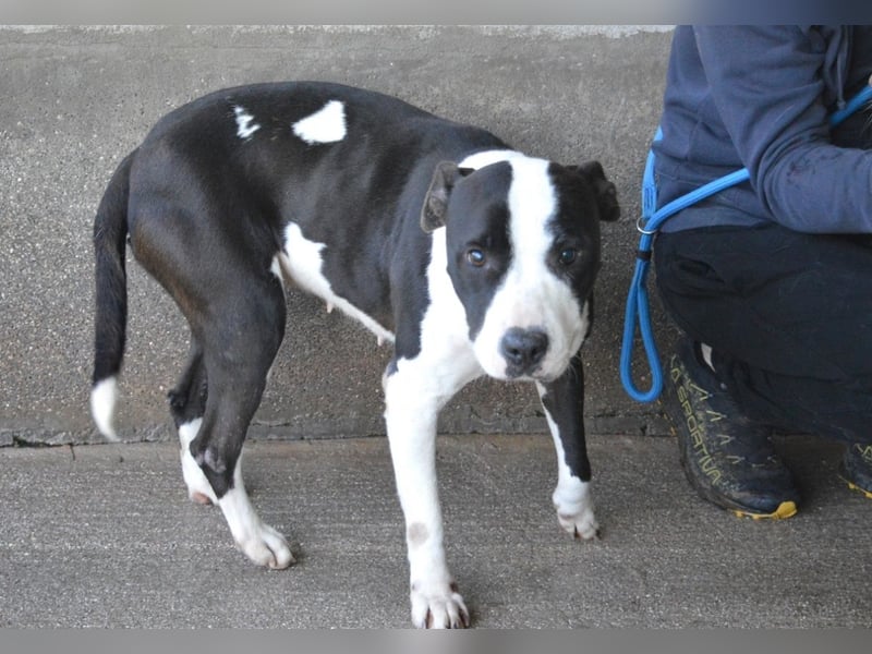 Isaette - Häschen in der Grube
