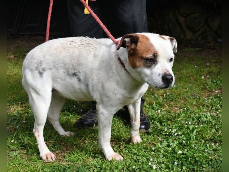 Abalyn - Piratin will Ihr Herz entern