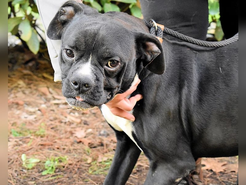 Cedrick - Power auf vier Pfoten