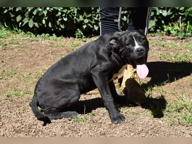 Charwen - Power auf vier Pfoten