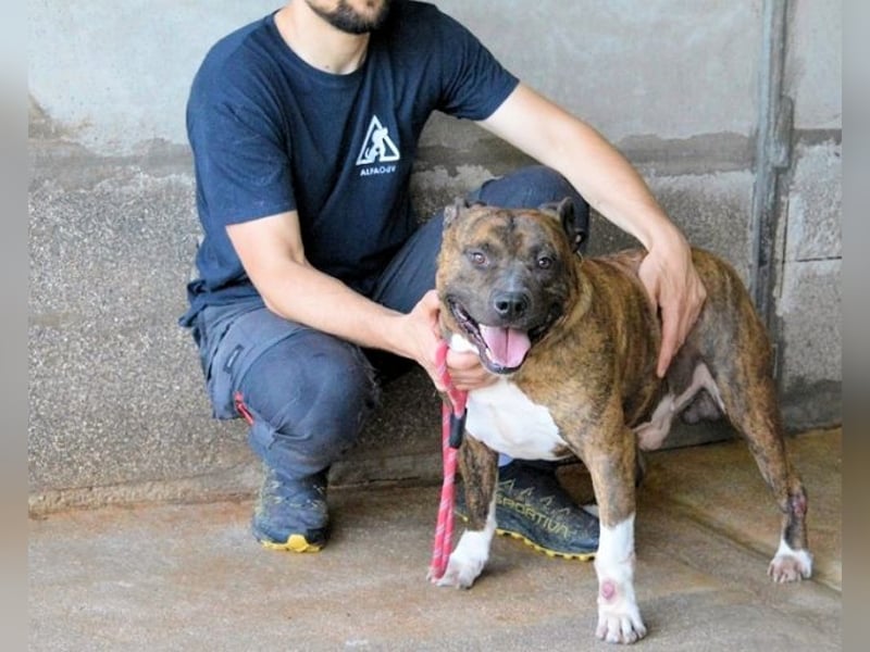 Durgesh - Stark, treu und immer übersehen