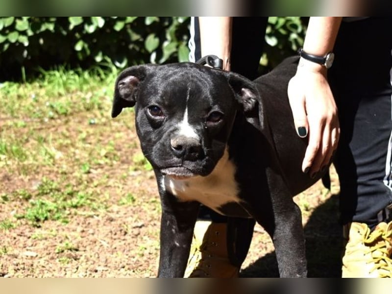 Cedrick - Power auf vier Pfoten