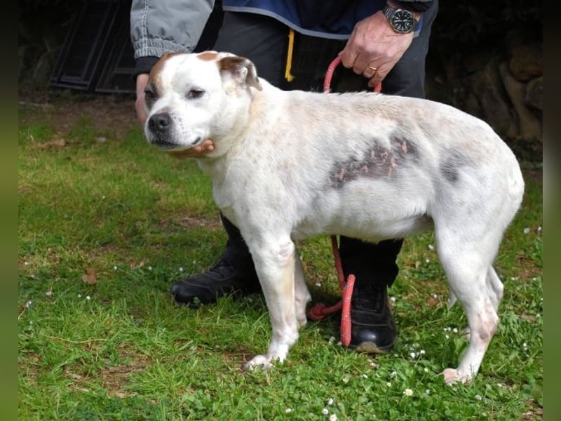 Abalyn - Piratin will Ihr Herz entern